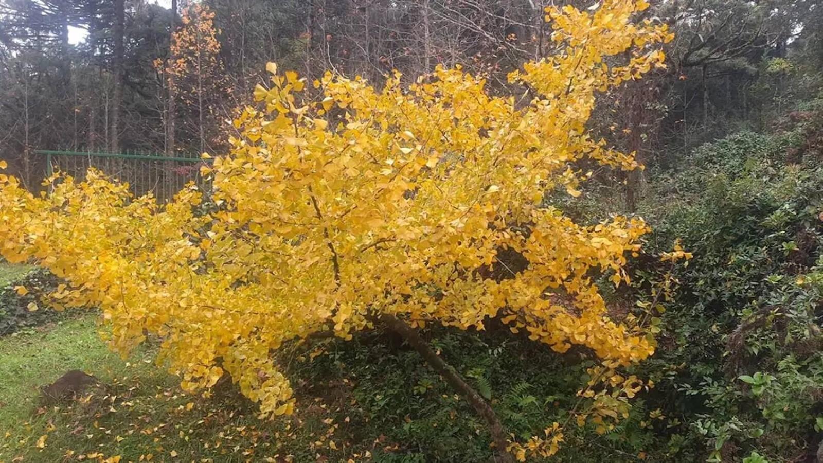 Casarao Da Cascata Villa Gramado Dış mekan fotoğraf